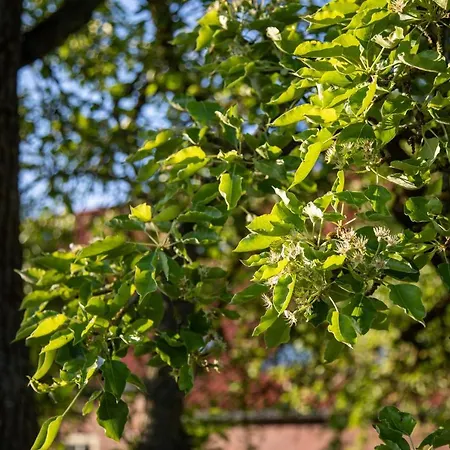 Gulfhof Boomgaarden 11 Mettinus